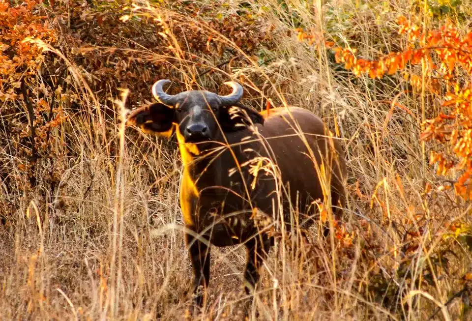Buffle de forêt d’Afrique de l’Ouest dans son habitat naturel à la Réserve de Faune de Fathala