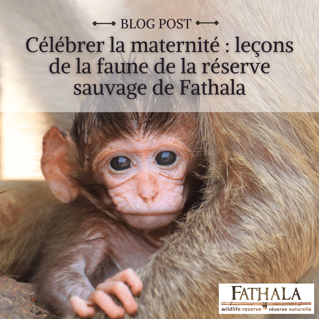 Célébrer la Maternité : Leçons de la Faune de la Réserve Sauvage de Fathal