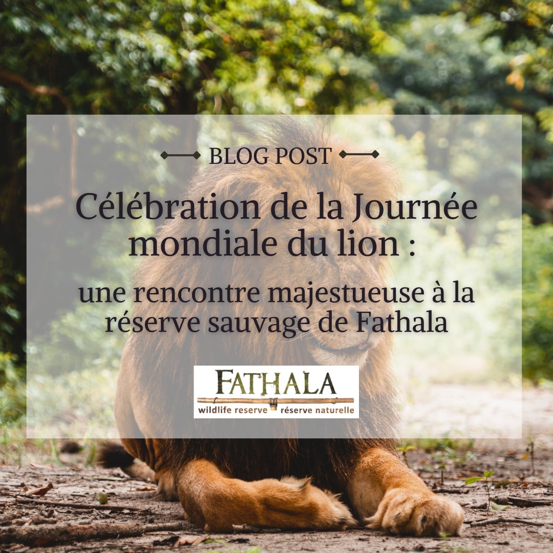 Célébration de la Journée Mondiale du Lion