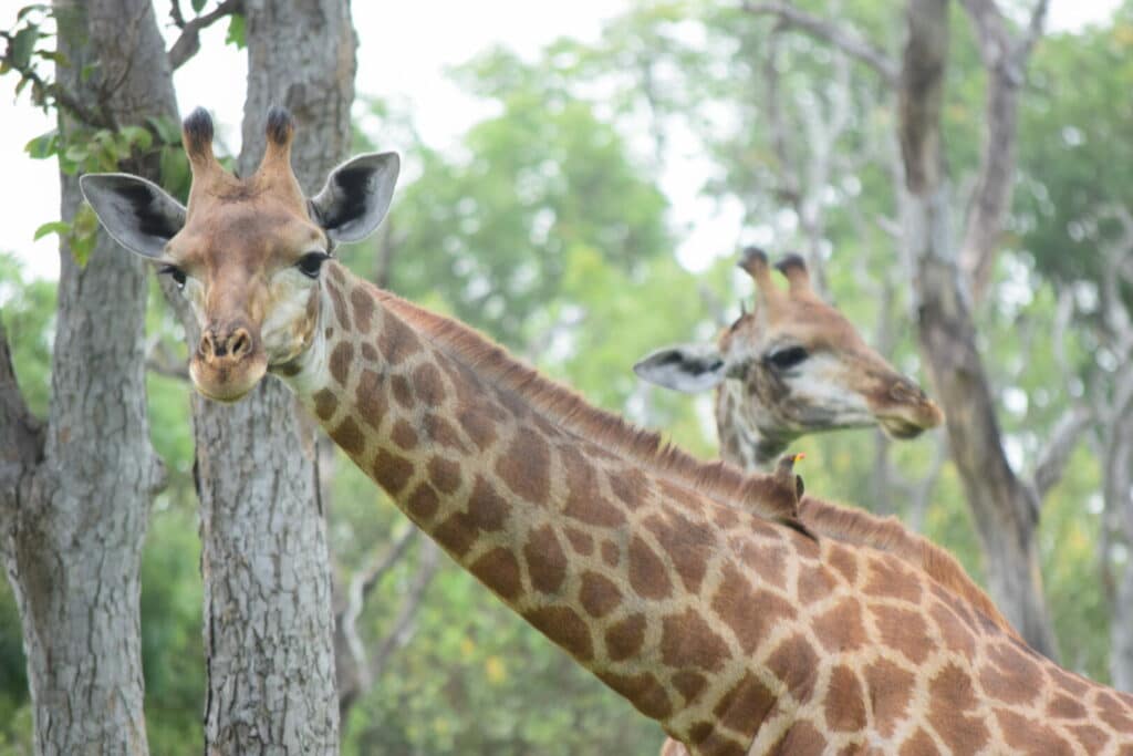 Embarquez Pour Une éco-aventure - Girafe