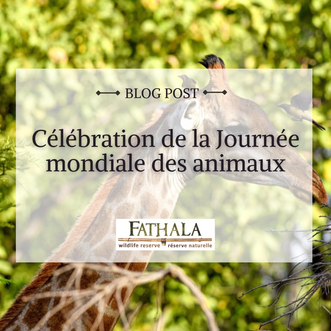 Célébration de la Journée Mondiale des Animaux Dans la Réserve Sauvage de Fathala