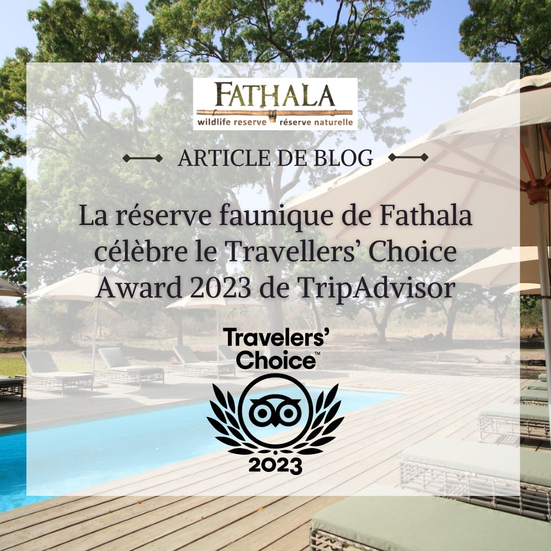 Un Mois de Décembre Inoubliable Dans la Réserve Sauvage de Fathala