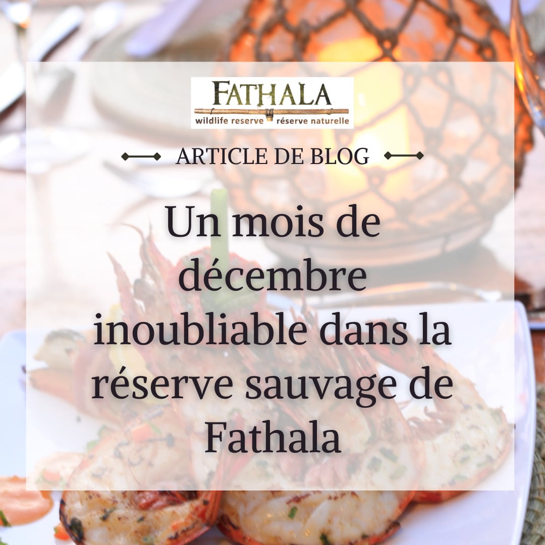 Un Mois de Décembre Inoubliable Dans la Réserve Sauvage de Fathala