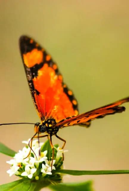 Un papillon orange et noir posé sur une fleur