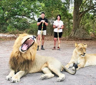 Promeneurs accompagnés de lions en pleine savane