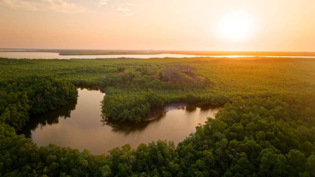 Vue aérienne des mangroves de Fathala au coucher du soleil