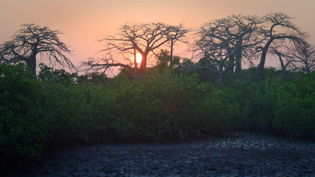 Baobabs au coucher du soleil à Fathala Wildlife Reserve