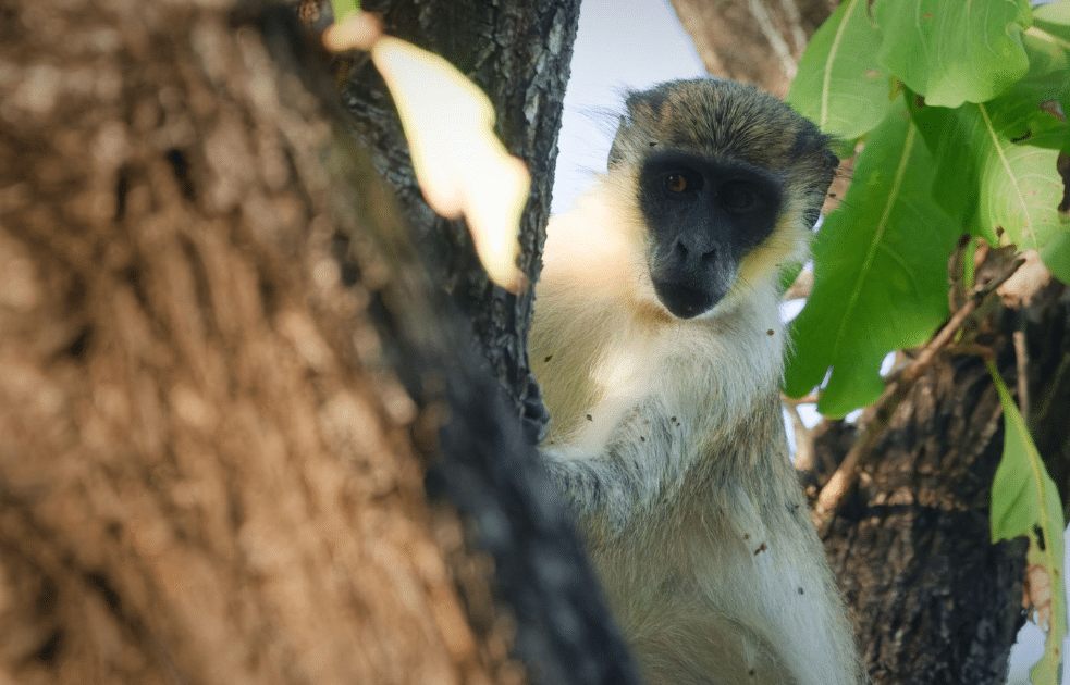 Un singe