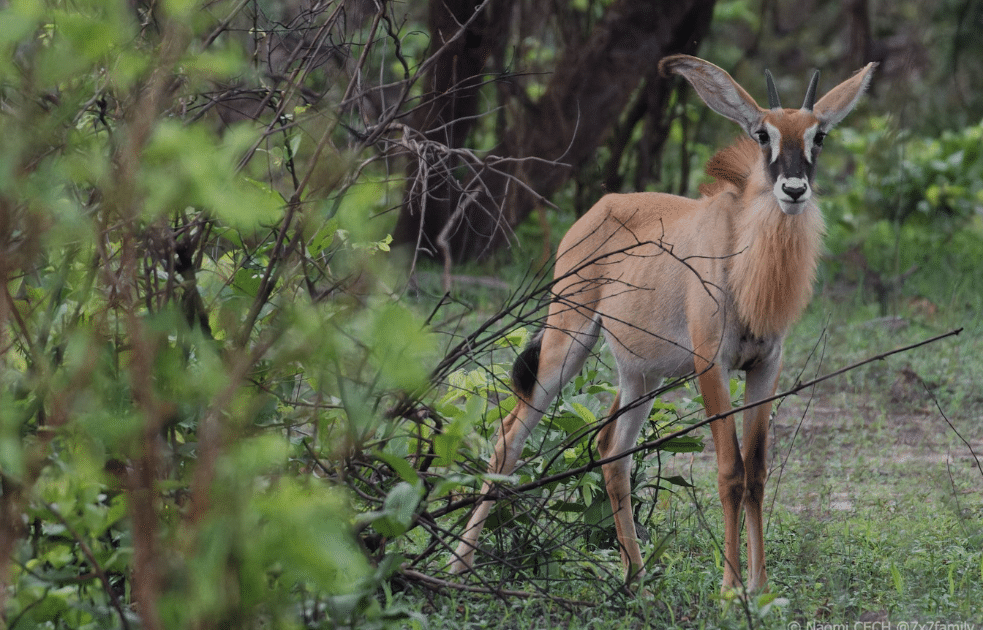 Antilope rouanne