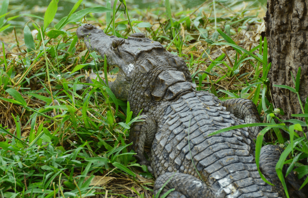 Crocodile accroupi