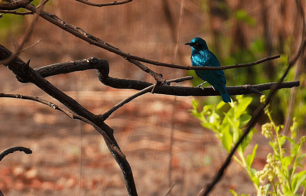 Un oiseau bleu