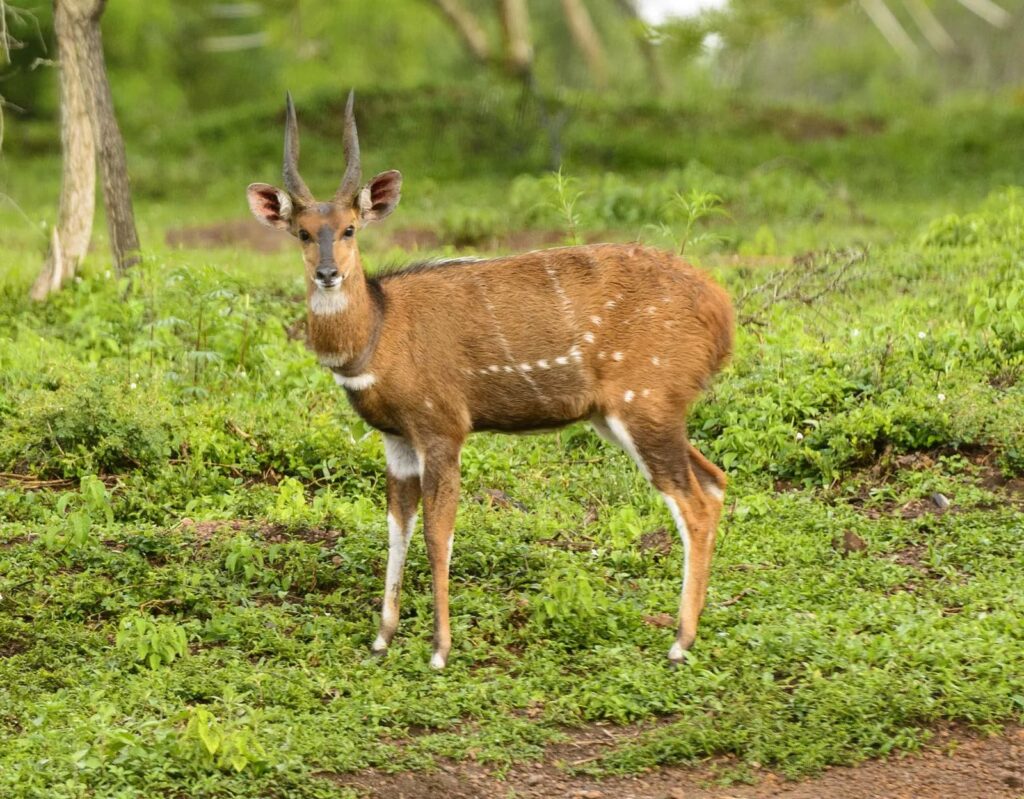 imgi 120 bushbuck