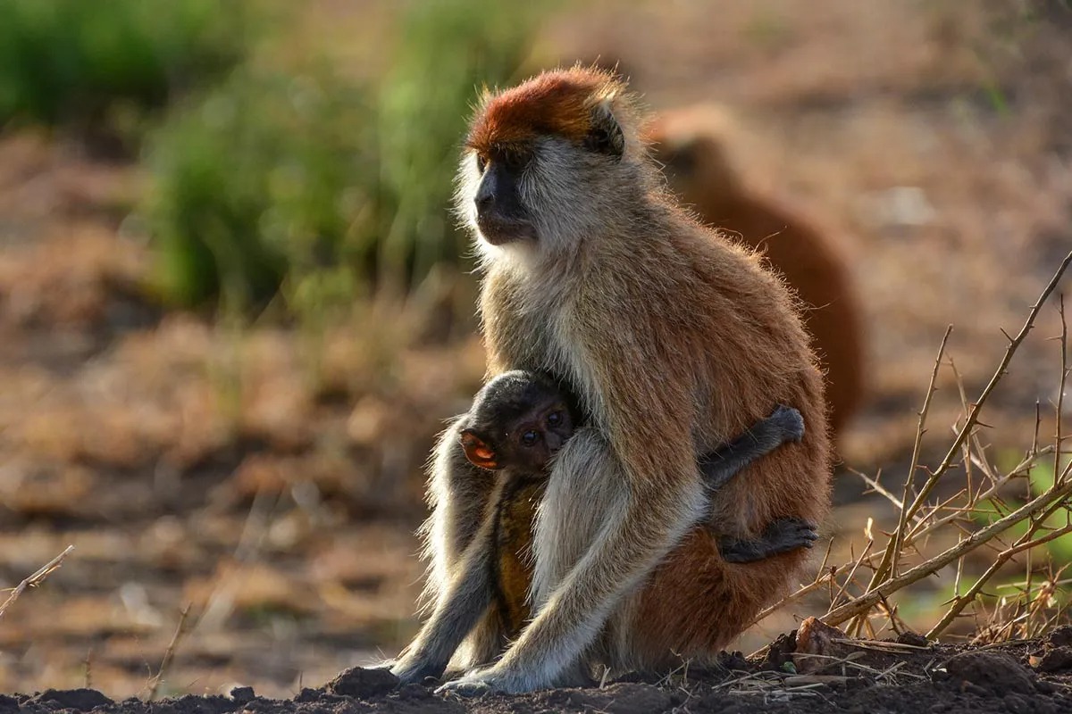 Singe vervet avec son petit à la Réserve de Faune de Fathala, Sénégal