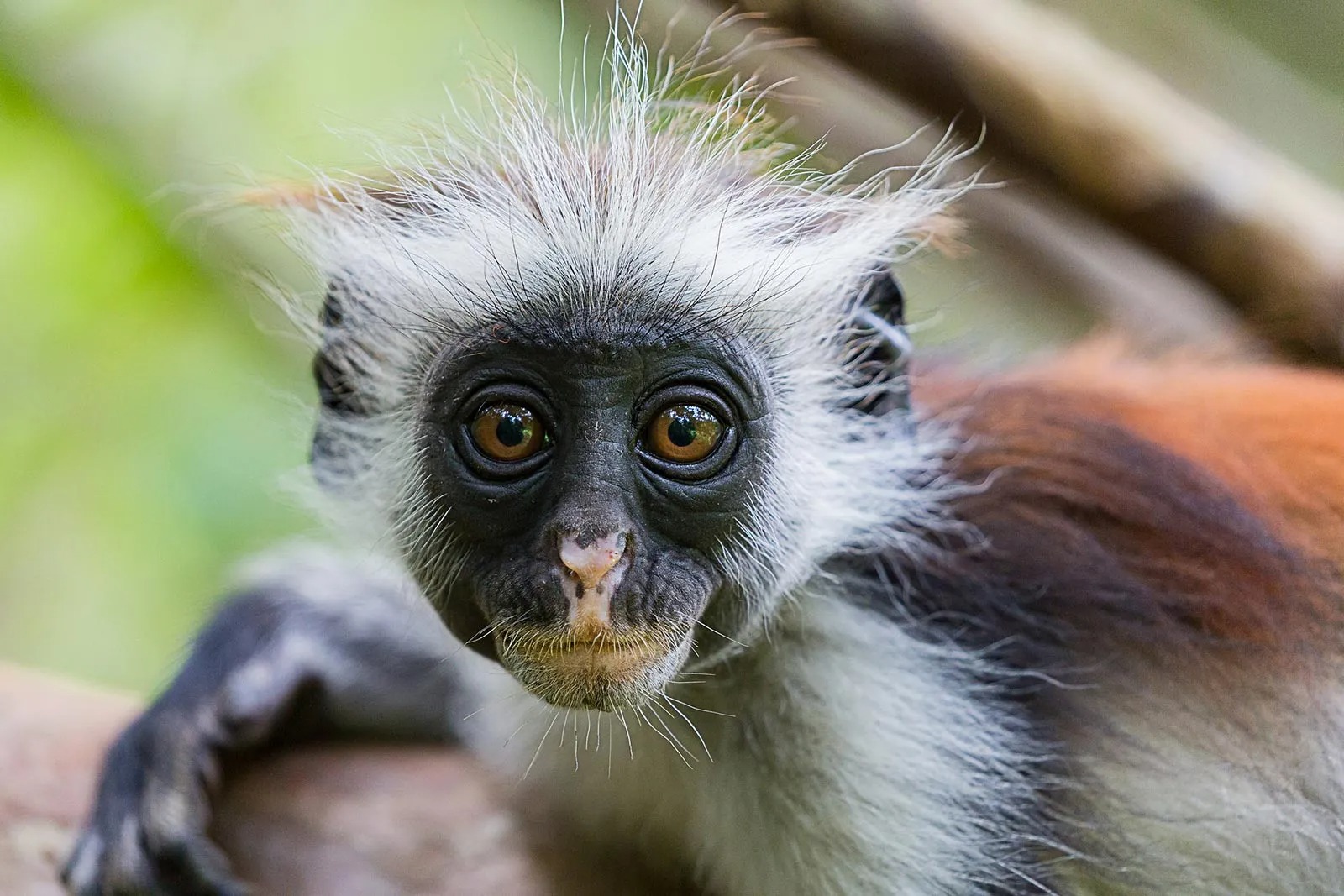 imgi 164 red colobus monkey uganda2