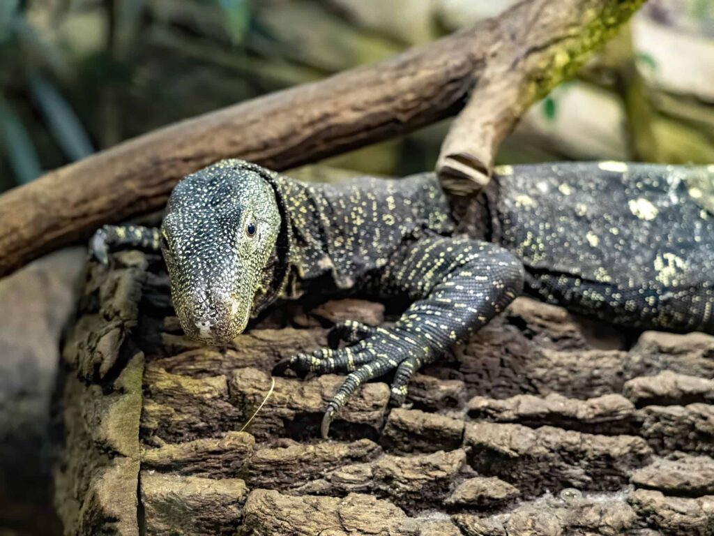 imgi 243 crocodilemonitor