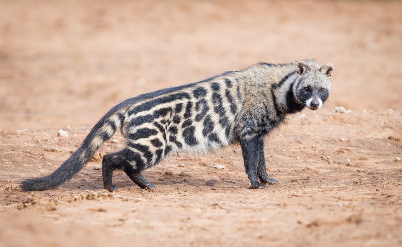 imgi 30 african civet