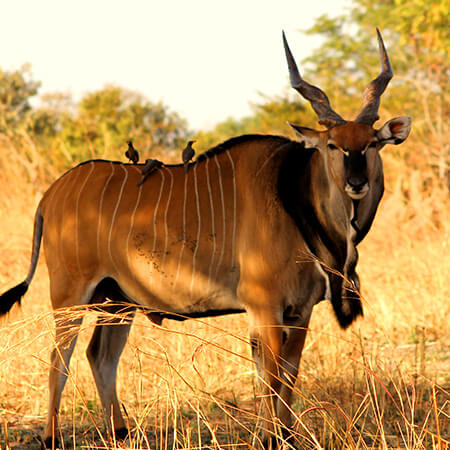 Male Western giant lord derby eland
