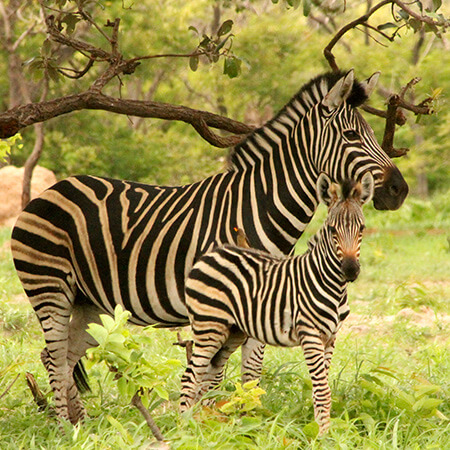 Zebra family at Fathala Wildlife Reserve