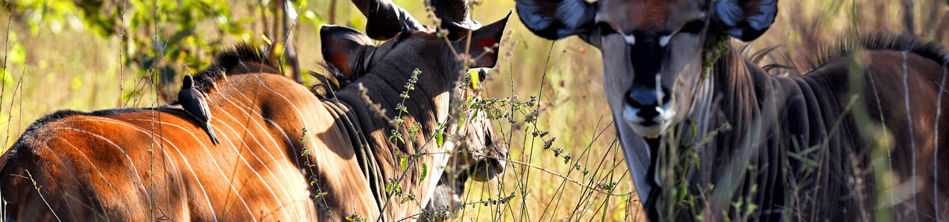 Western Giant Lord Derby Eland at Fathala Wildlife Reserve