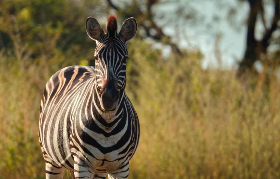 Zebra at Fathala Wildlife Reserve
