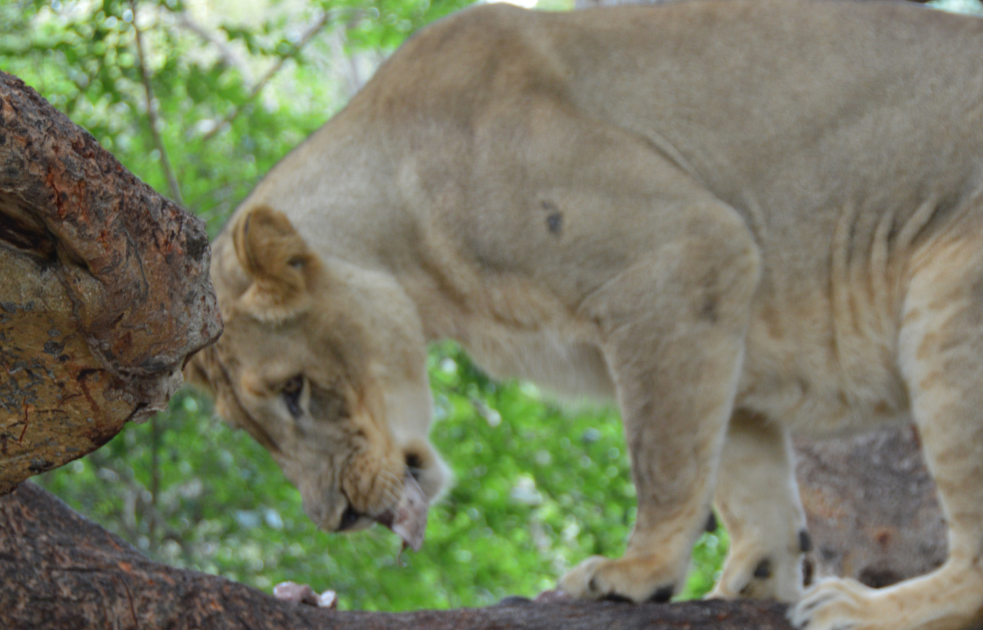 Female lion eating its prey