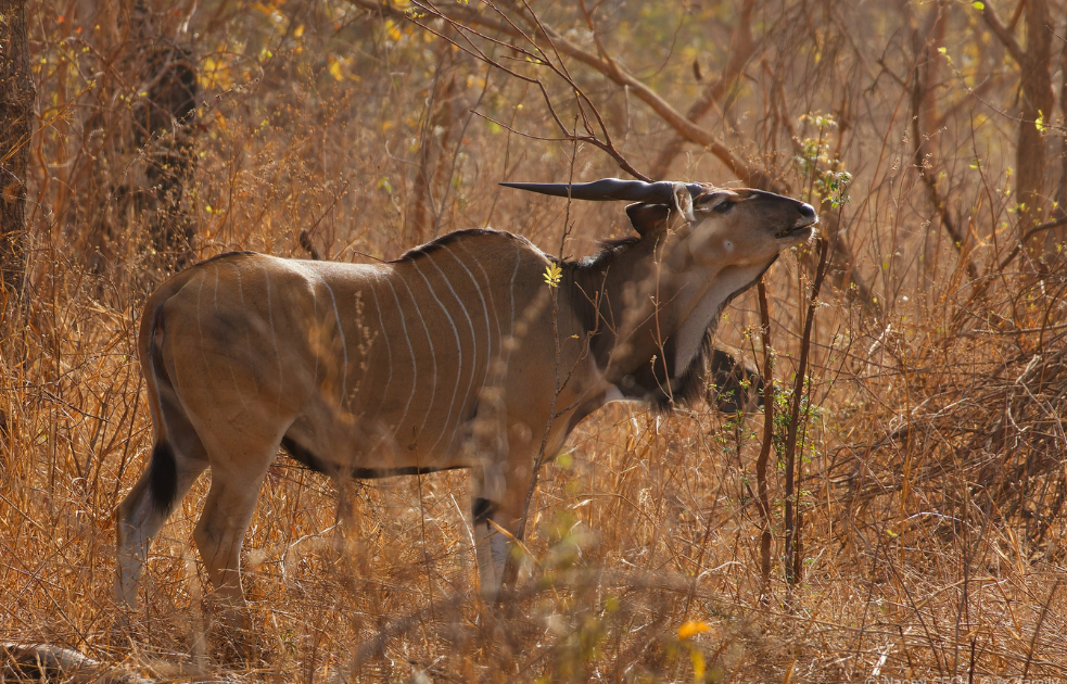 Giant Eland conservation at Fathala Wildlife Reserve - protecting endangered West African species