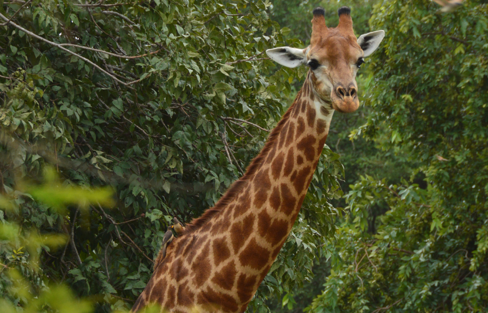 Giraffe photographed at Fathala Wildlife Reserve