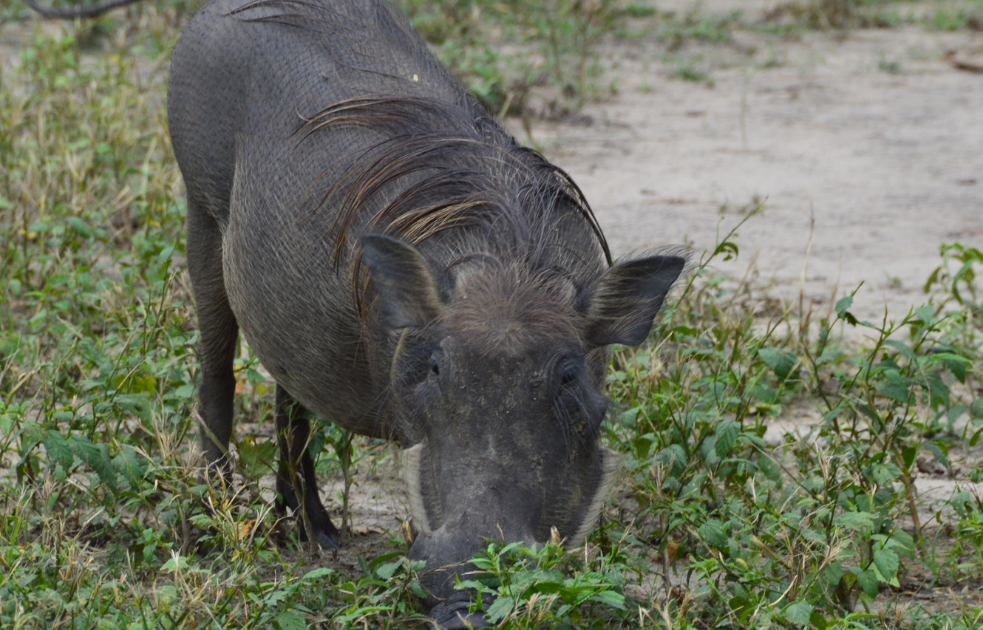 Warthog at Fathala Wildlife Reserve