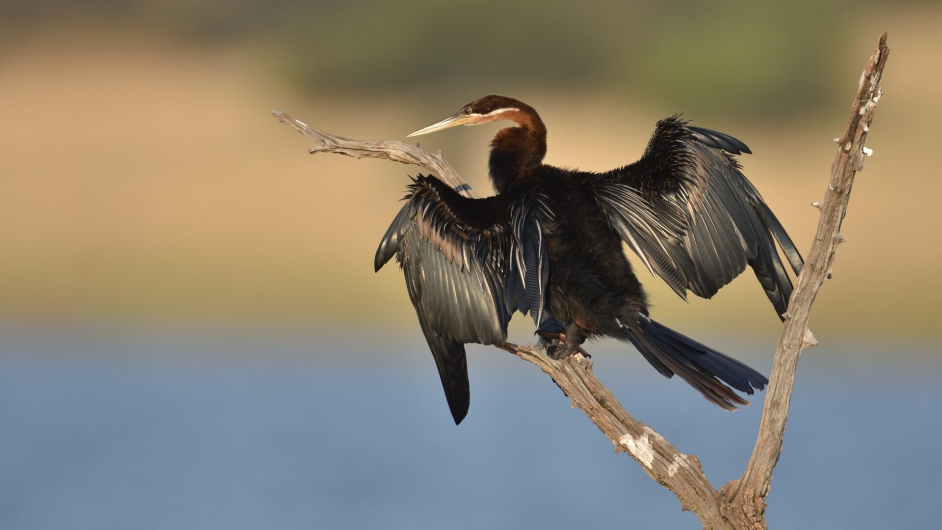 African darter drying its wings at Fathala Wildlife Reserve, Senegal