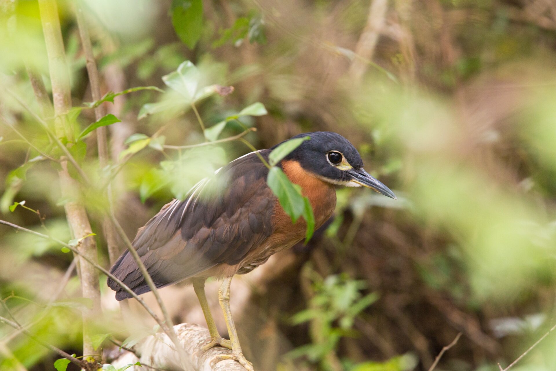 Chestnut-coloured heron perched on a branch among dense foliage at Fathala Wildlife Reserve