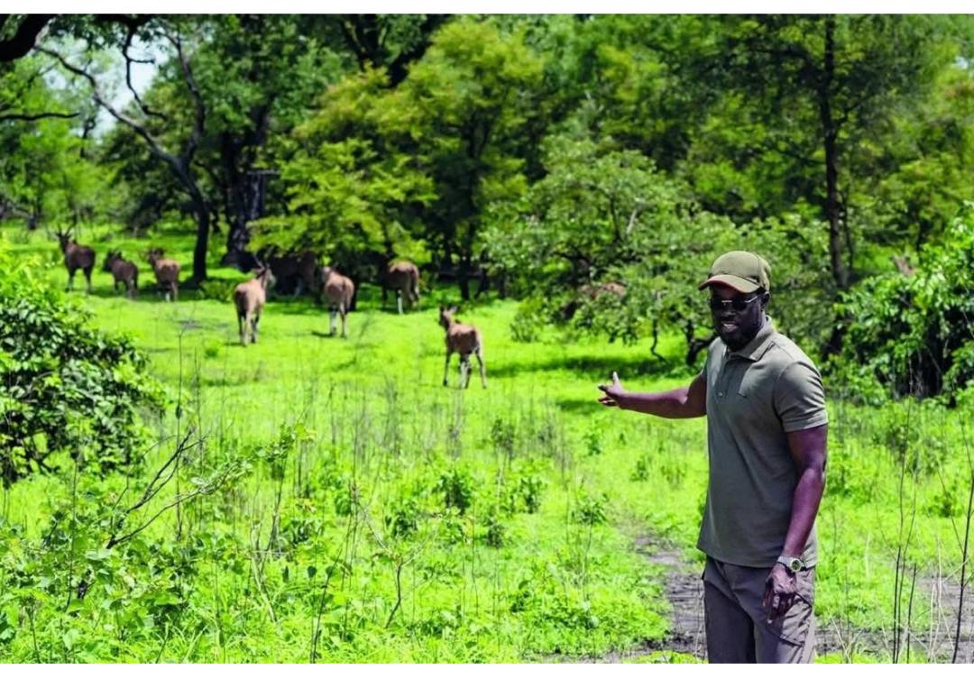 Guided wildlife experience at Fathala Wildlife Reserve with antelope in natural forest habitat