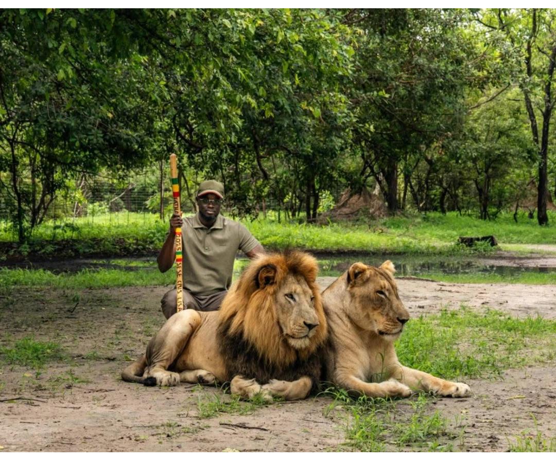 Lion experience at Fathala Wildlife Reserve with two lions resting in natural bush setting